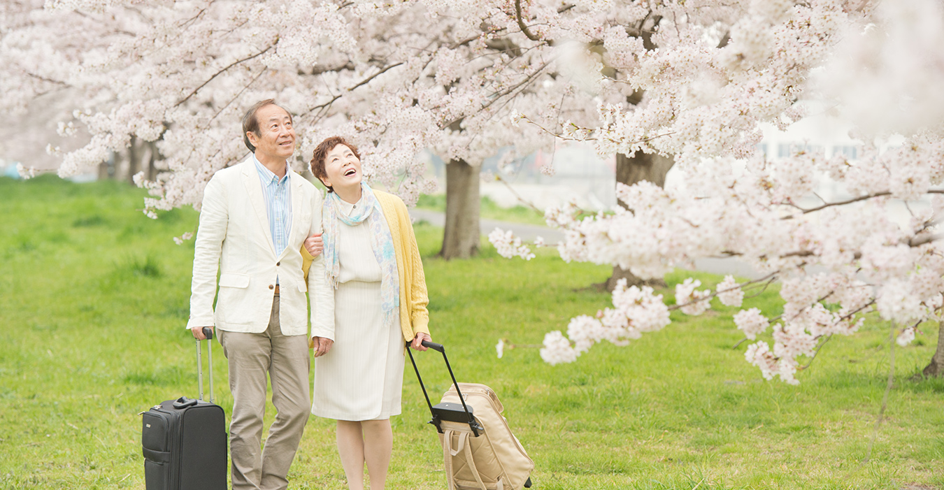 桜を見上げる夫婦の写真